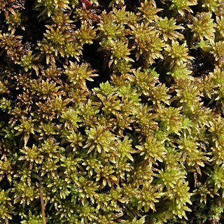 Sphagnum inundatum unspecified picture