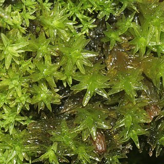 Orthotrichum obtusifolium unspecified picture