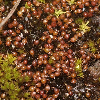 Microbryum unspecified picture