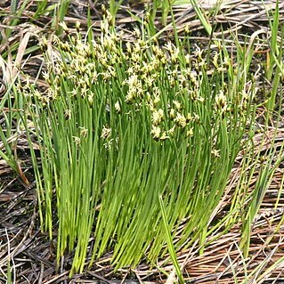 Trichophorum cespitosum subsp. cespitosum unspecified picture