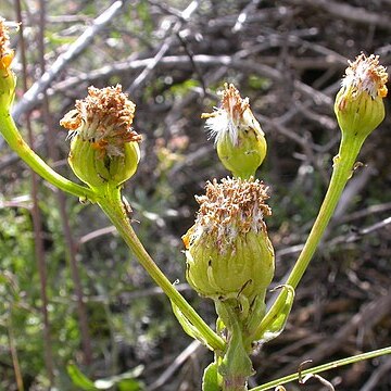 Senecio integerrimus var. exaltatus unspecified picture