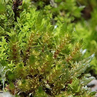 Bryum gemmiferum unspecified picture