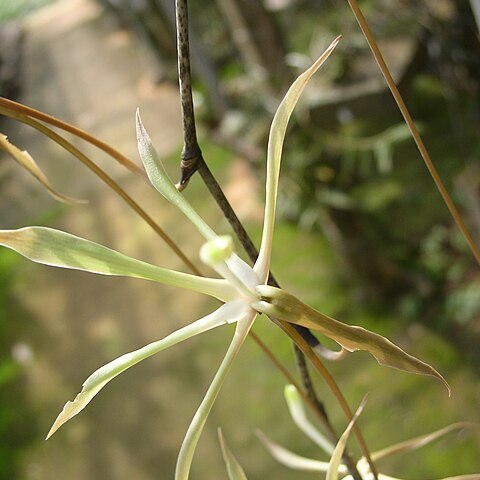 Aerangis gracillima unspecified picture