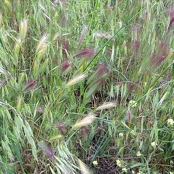 Hordeum murinum subsp. glaucum unspecified picture