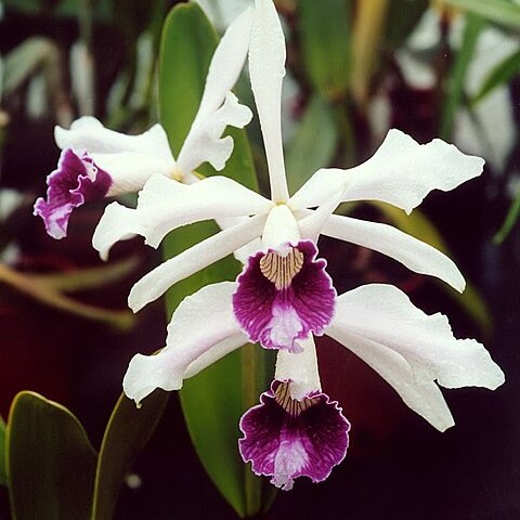 Cattleya purpurata unspecified picture