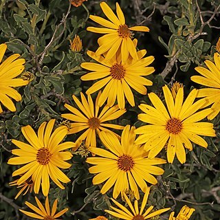 Osteospermum oppositifolium unspecified picture