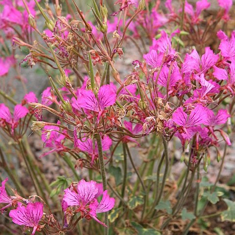 Pelargonium endlicherianum unspecified picture