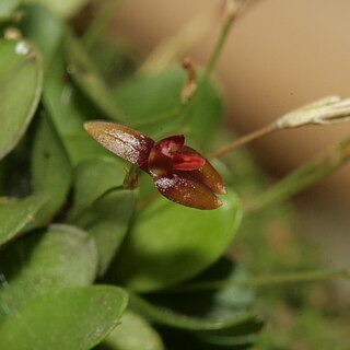 Specklinia rubidantha unspecified picture