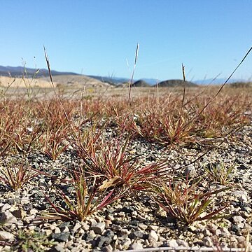 Sporobolus neglectus unspecified picture