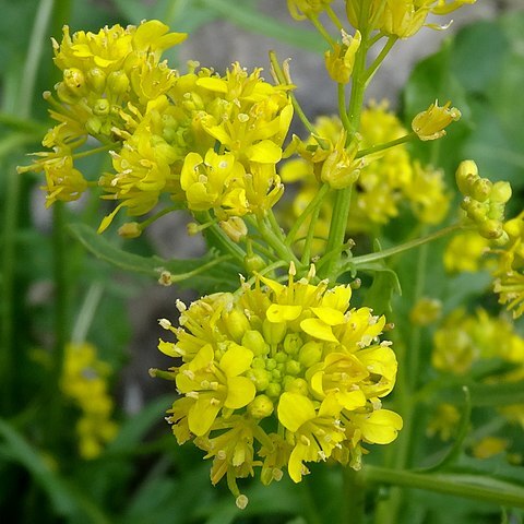 Sisymbrium austriacum subsp. chrysanthum unspecified picture