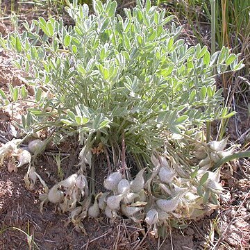 Astragalus purshii var. glareosus unspecified picture