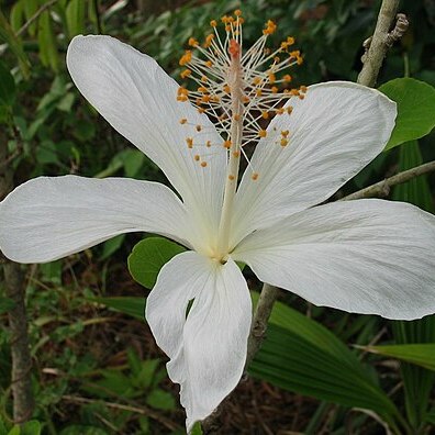 Hibiscus arnottianus subsp. immaculatus unspecified picture