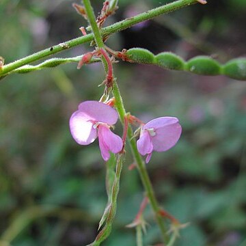 Desmodium rhytidophyllum unspecified picture