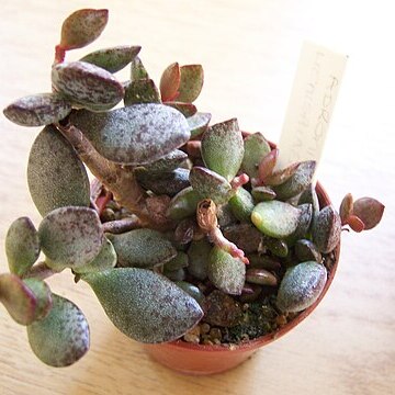 Adromischus hemisphericus unspecified picture