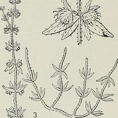 Galium virgatum unspecified picture