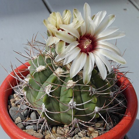 Gymnocalycium nigriareolatum unspecified picture