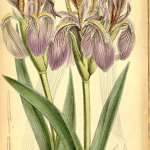 Iris scariosa unspecified picture