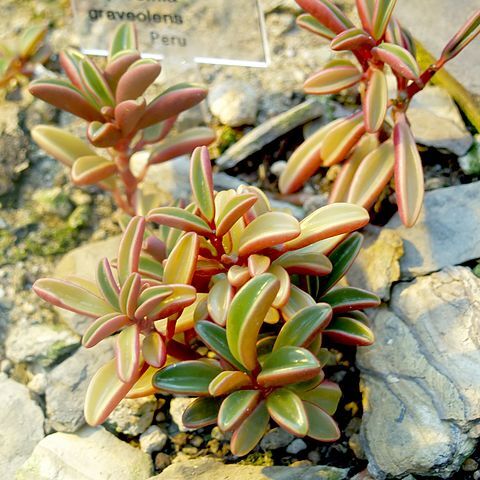 Peperomia graveolens unspecified picture