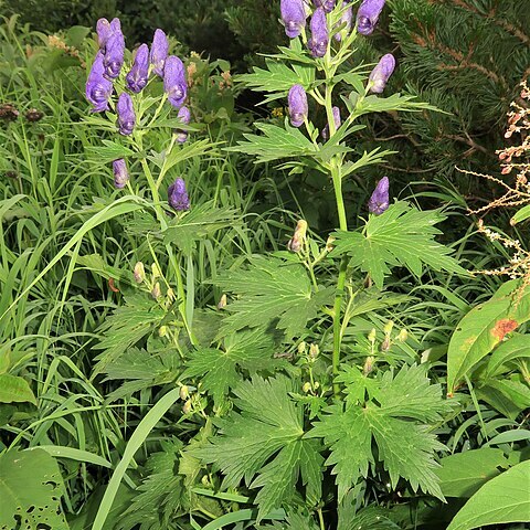 Aconitum nipponicum var. septemcarpum unspecified picture