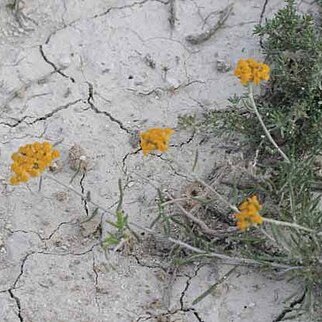 Achillea aleppica subsp. altinozlui unspecified picture