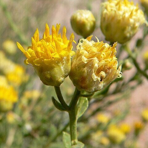 Acamptopappus sphaerocephalus unspecified picture