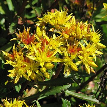 Phedimus middendorffianus (maxim.) 't unspecified picture