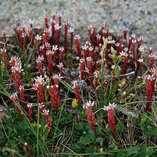 Sedum confertiflorum unspecified picture