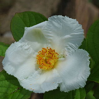 Stewartia unspecified picture