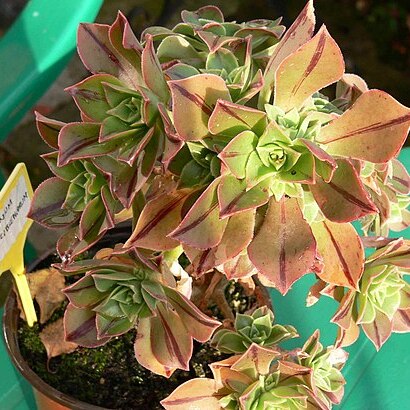 Aeonium leucoblepharum unspecified picture