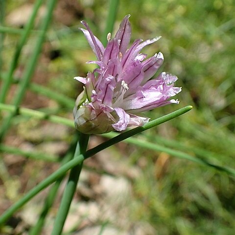 Allium pseudostrictum unspecified picture