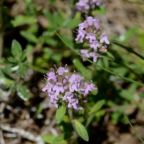 Thymus kosteleckyanus unspecified picture