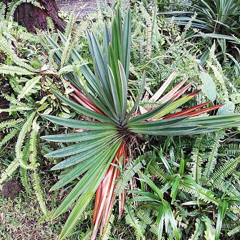 Pandanus rigidifolius unspecified picture