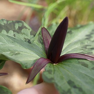 Trillium angustipetalum unspecified picture