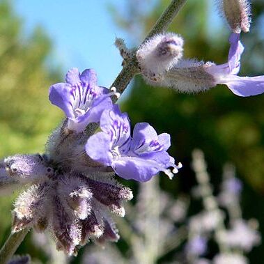 Perovskia atriplicifolia unspecified picture