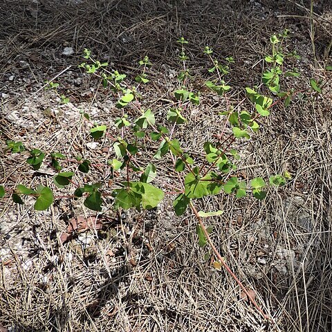 Euphorbia valerianifolia unspecified picture