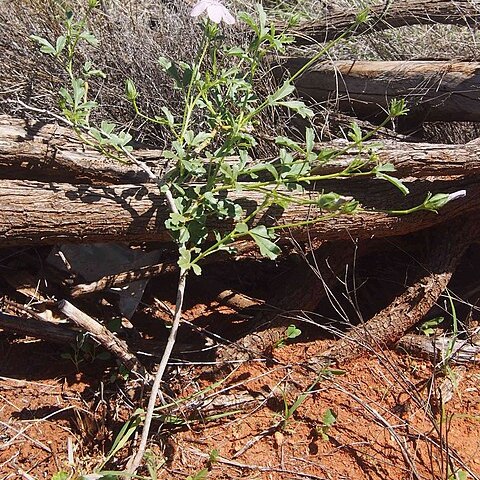 Hibiscus brachysiphonius unspecified picture