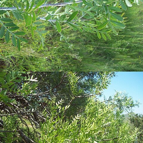 Schinus lentiscifolia unspecified picture