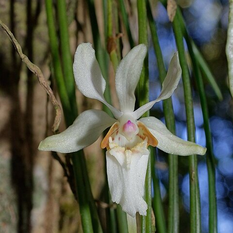 Holcoglossum quasipinifolium unspecified picture