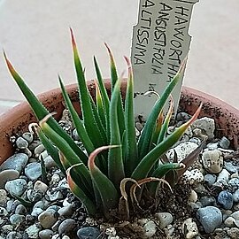 Haworthia angustifolia var. altissima unspecified picture