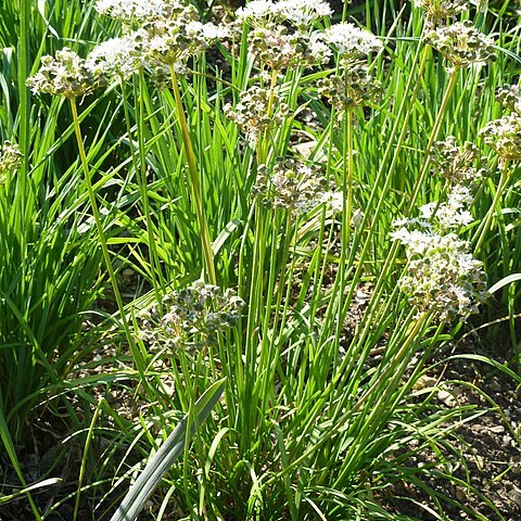 Allium obliquum unspecified picture