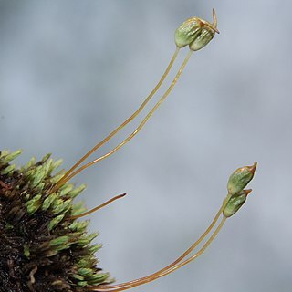 Conostomum tetragonum unspecified picture