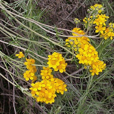 Eriophyllum confertiflorum unspecified picture