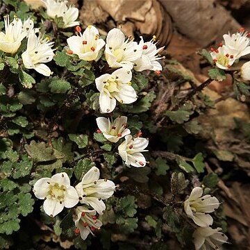 Chrysosplenium album var. stamineum unspecified picture