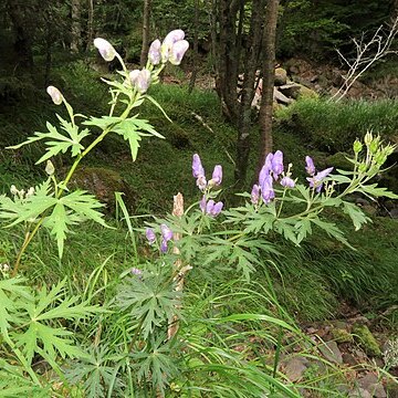 Aconitum nipponicum subsp. micranthum unspecified picture