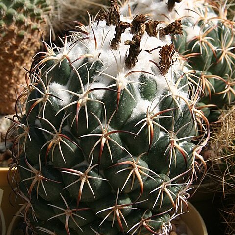 Coryphantha tripugionacantha unspecified picture