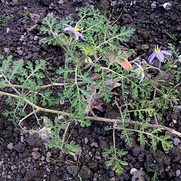 Solanum citrullifolium unspecified picture