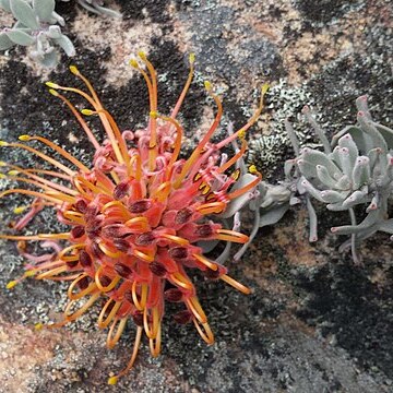 Leucospermum spathulatum unspecified picture