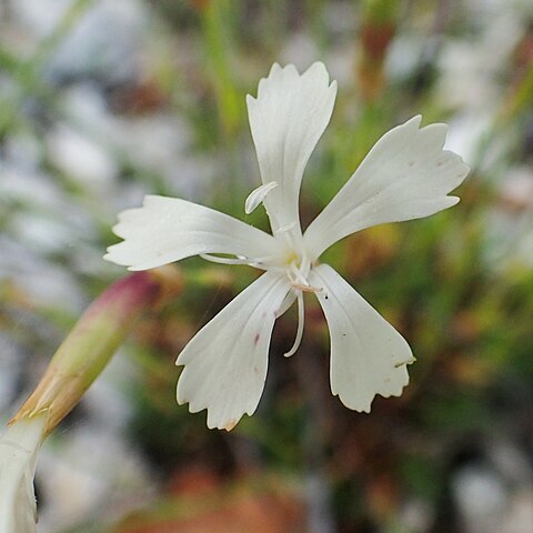 Dianthus petraeus subsp. orbelicus unspecified picture