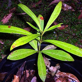 Syzygium pseudofastigiatum unspecified picture