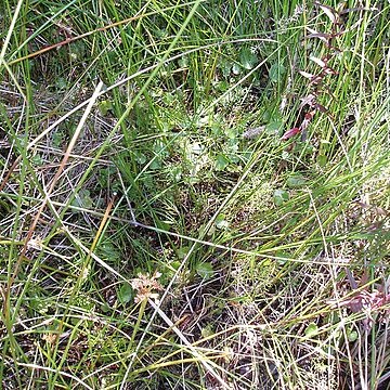 Epilobium pallidiflorum unspecified picture